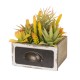 Glitzhome 6.25"H Succulent Plants in Wooden Box