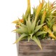 Glitzhome 6.25"H Succulent Plants in Wooden Box