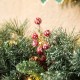 Glitzhome 2PK 6FT Glittered Pinecones and Berries Christmas Garland With 50 Warm White Lights and Timer