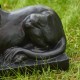 Glitzhome 21.75"L MGO Black Lying Lion Garden Statue