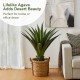 Glitzhome 3.25ft. Faux Agave Plant in Pot