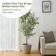 Glitzhome 6ft. Faux Olive Tree in Pot