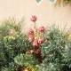 Glitzhome Set of 2  9ft Pre-Lit Glittered Pine Cone Christmas Garland, with Warm White LED Lights with Timer
