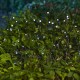 Glitzhome 38.5ft. Set of 2 Solar String Light with 100 Lights (KD)