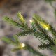 Glitzhome 7.5ft Pre-Lit Green Full Fir Artificial Christmas Tree with 1600 Warm White/Multi-color Horse Race LED Lights, 9 Function w/Foot Pedal and Remote Control, Simple Setup