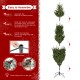 Glitzhome 7.5ft Pre-Lit Green Upward Slim Fir Artificial Christmas Tree with 500 Warm White and Multi-color LED lights, 9 funciton w/ Foot Pedal and Remote Control