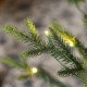 Glitzhome 9ft Pre-Lit Green Upward Slim Fir Artificial Christmas Tree with 700 Warm White and Multi-color LED Lights, 9 funciton w/ Foot Pedal and Remote Control, Simple Setup