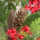 Glitzhome Set of 2 37.5"H Christmas Greenery PE Dripping Pine Porch Tree with Pinecones and Red Berries