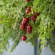 Glitzhome 24"D Christmas Greenery PE Dripping Cedar  Wreath with Red Berries