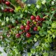Glitzhome 28"D Christmas Greenery PE Dripping  Eucalyptus Wreath with Red Berries