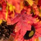 Glitzhome 36"H Fall Sunflower, Pinecone and Berry Porch Tree