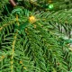 Glitzhome 11ft Pre-Lit Green Pencil Spruce Artificial Christmas Tree with 800 Warm White and Multi-color Lights, 9 Function with Remote,Simple Setup